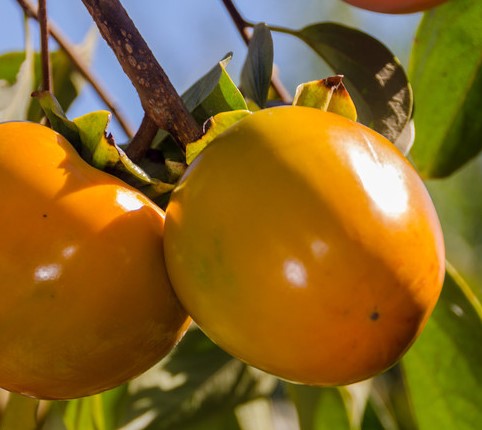 CACHI MELA - DIOSPYROS KAKI HANA FUYU